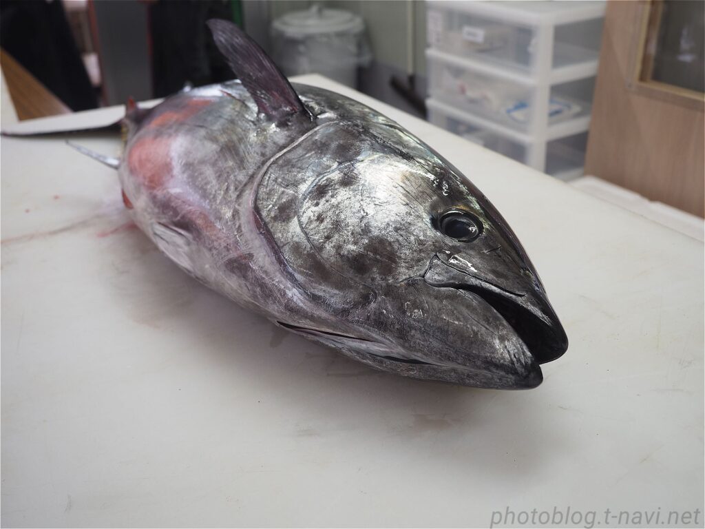 マグロ解体ショー 長崎産のマグロ