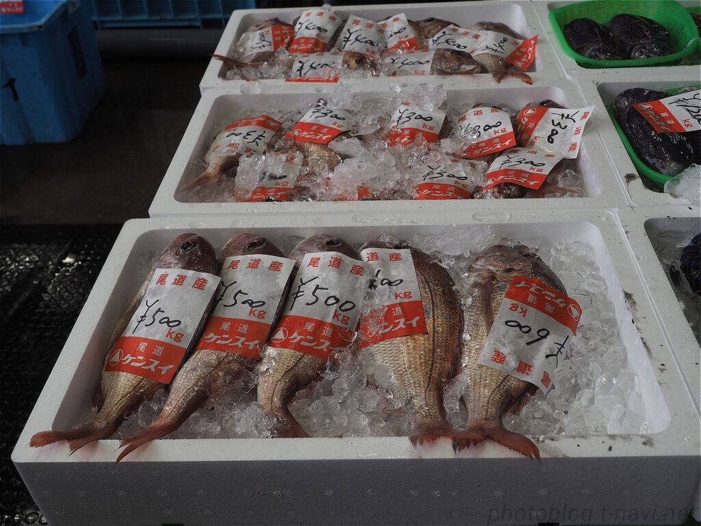 1匹売りの鯛 300円から