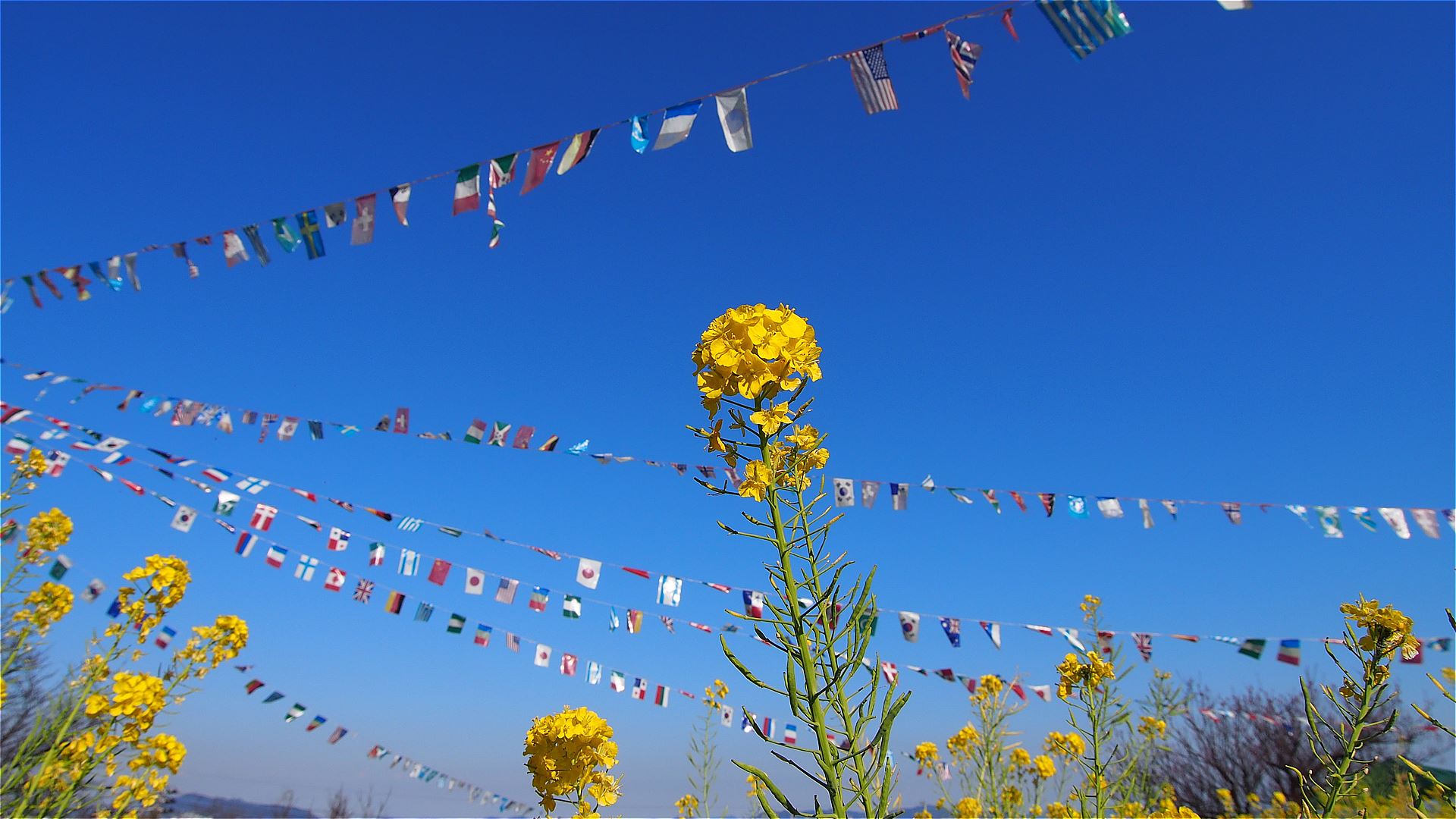 田尻町　菜の花