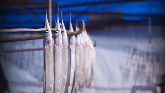 鞆の浦 – サヨリの天日干し
