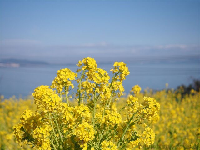 2026年2月22日の田尻町の菜の花畑