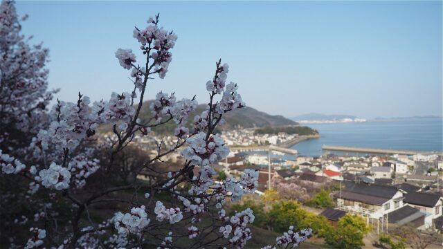 2026年3月21日の田尻町のあんず畑