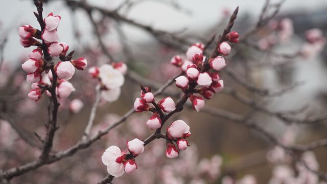 2026年3月19日の田尻町のあんず畑